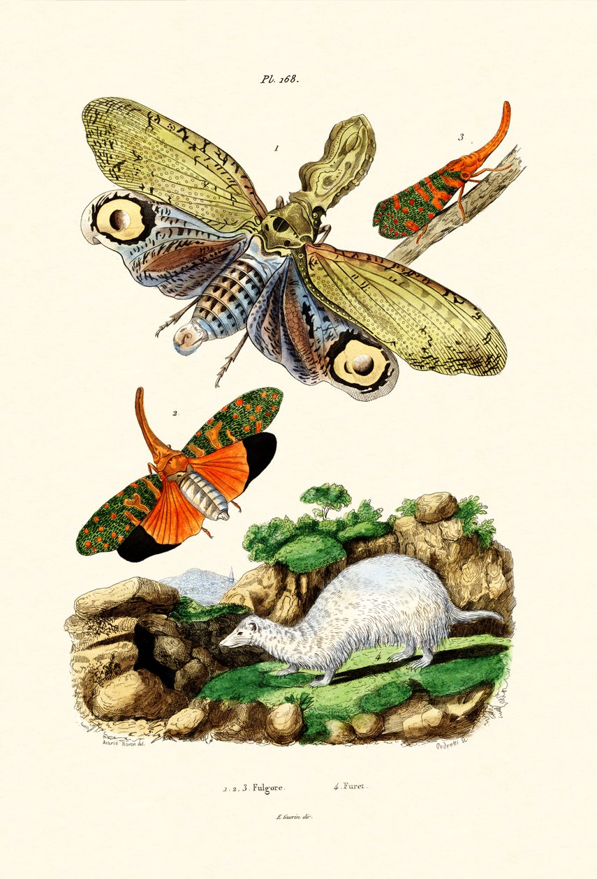 Lygteflue, 1833-39 af French School