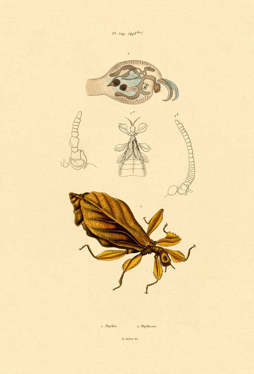 Bladinsekt, 1833-39 af French School