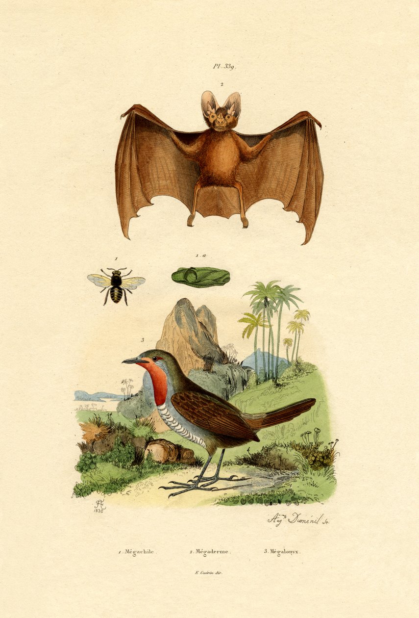 Bladskærende Bi, 1833-39 af French School