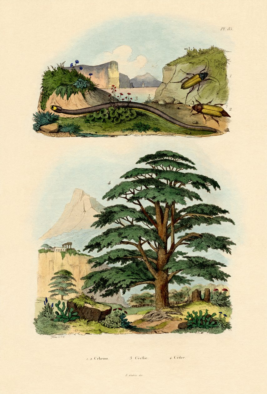 Libanon cedertræ, 1833-39 af French School