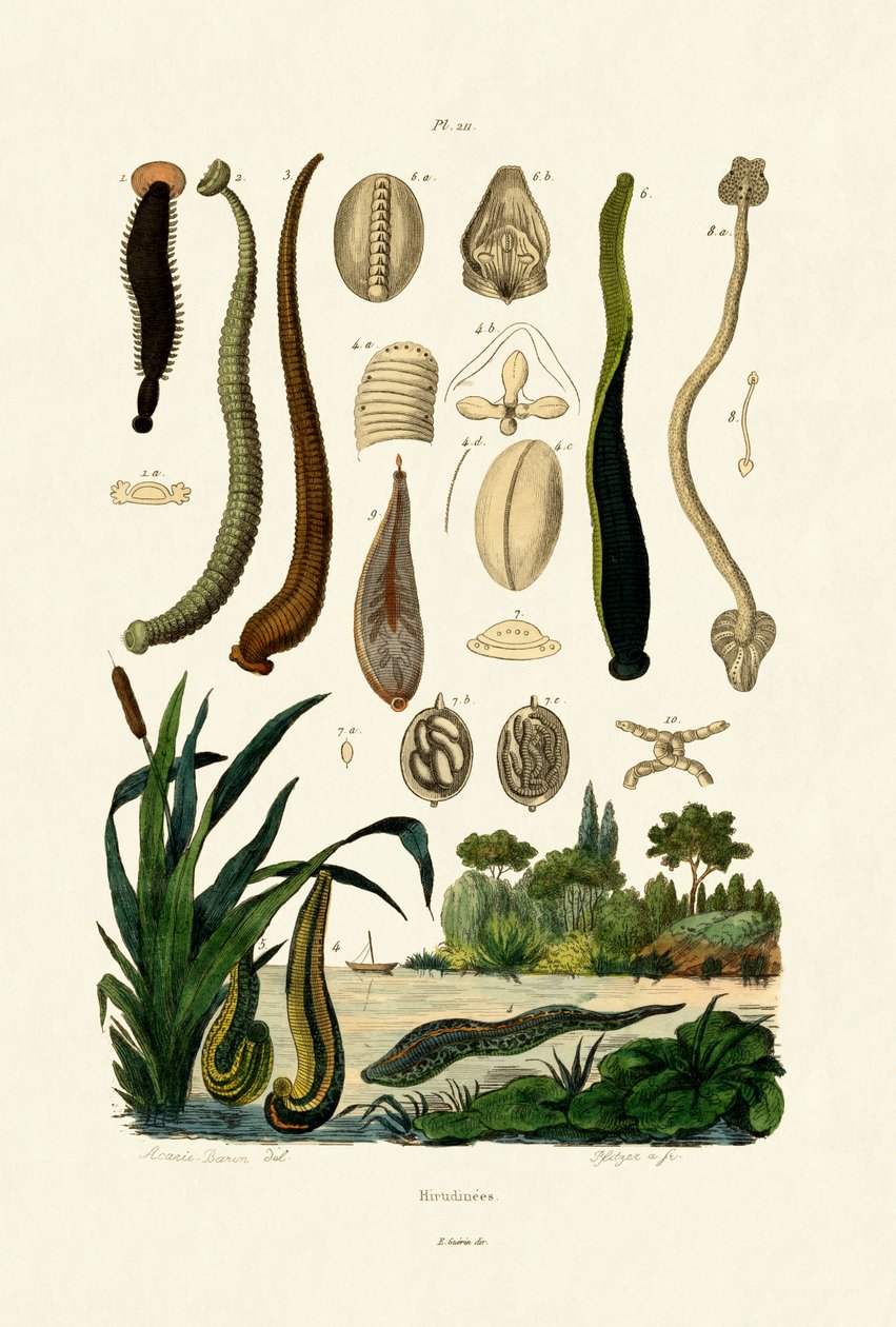 Leech, 1833-39 af French School