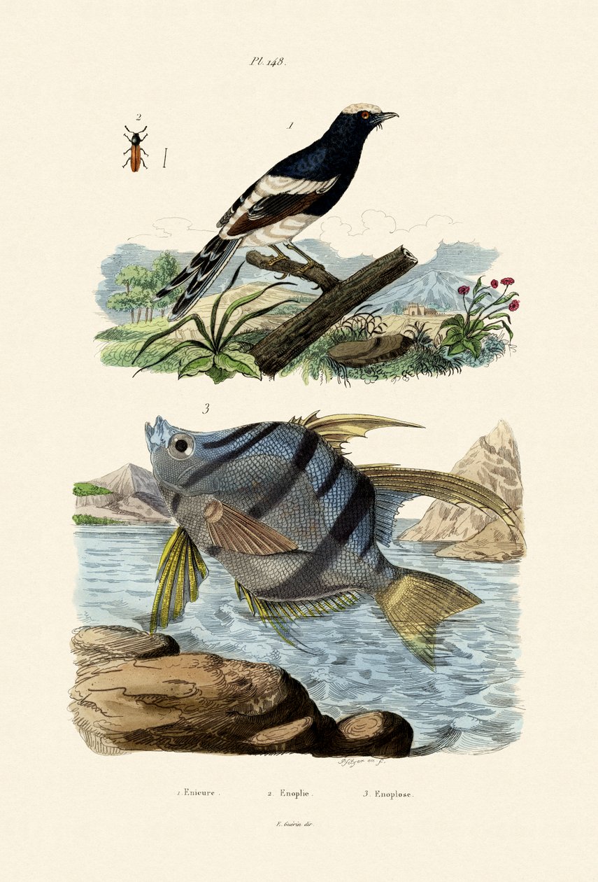 Lille Gaffelhale, 1833-39 af French School