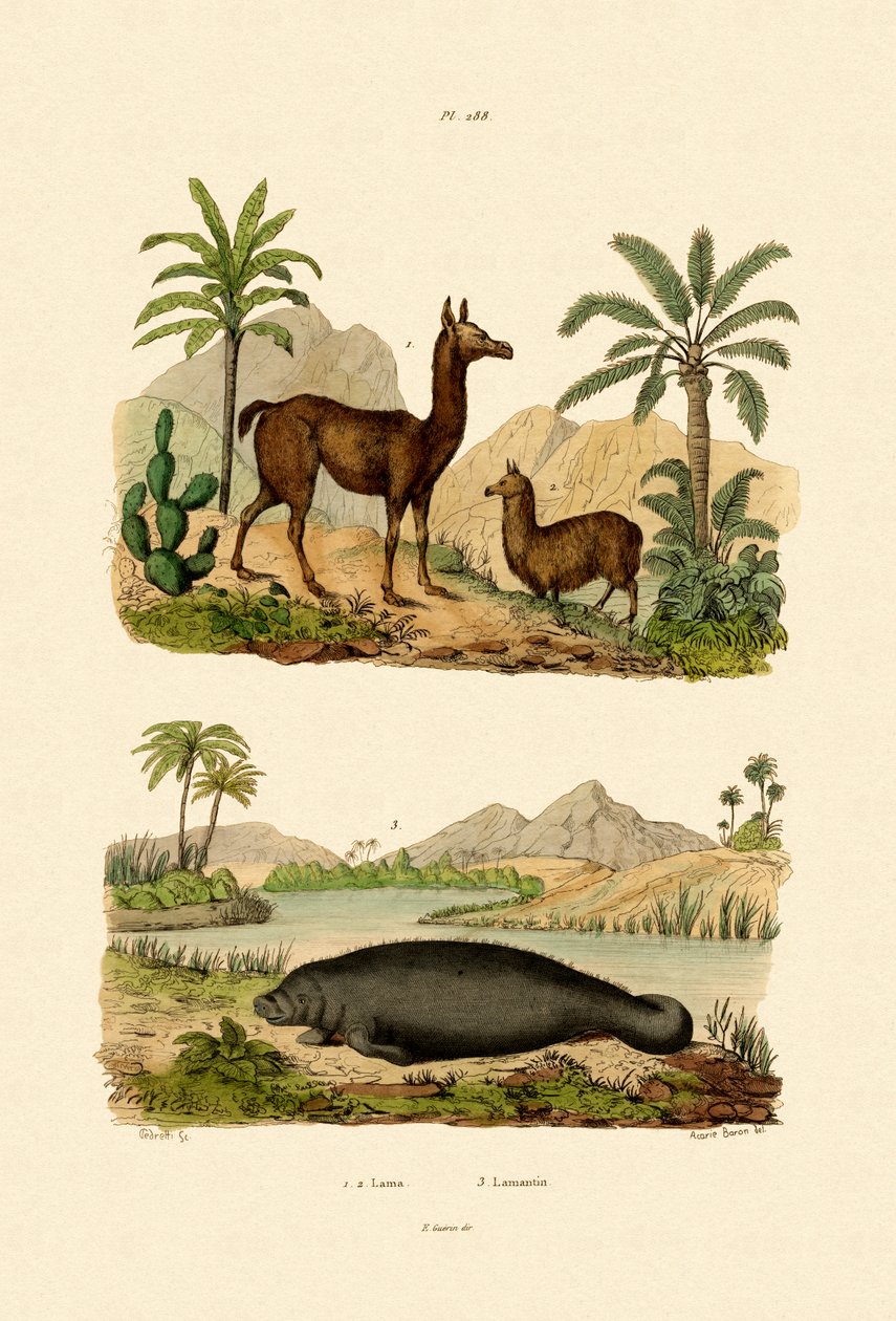 Lama, 1833-39 af French School
