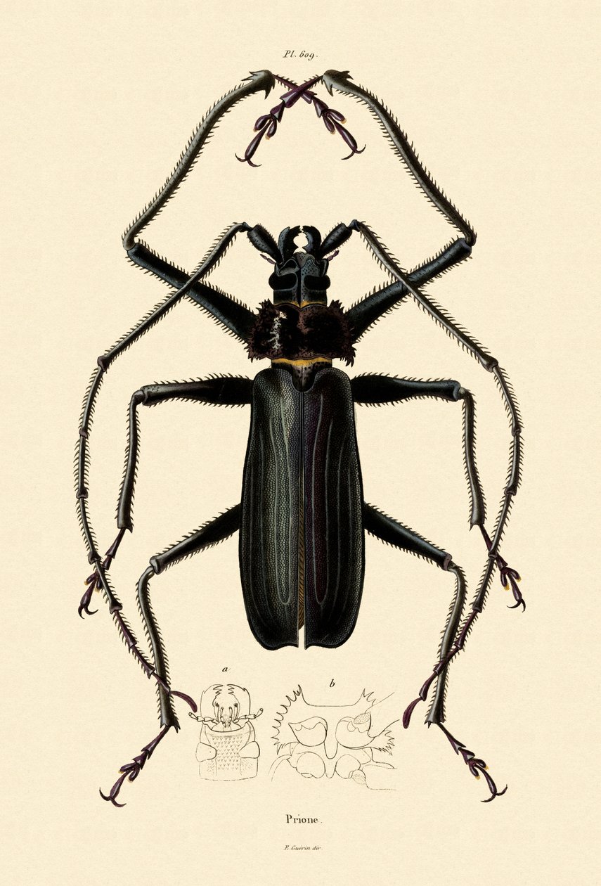 Langhornet bille, 1833-39 af French School