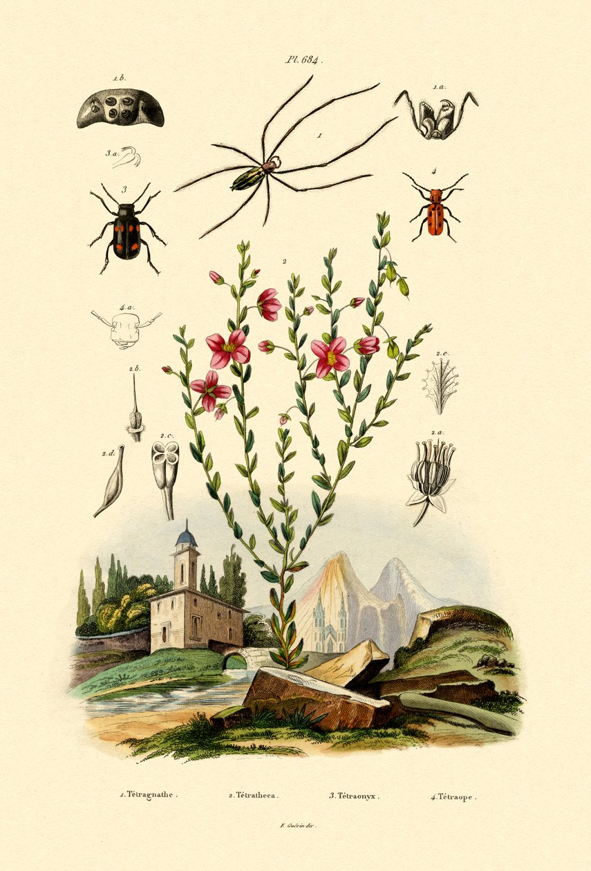 Langkæbet Edderkop, 1833-39 af French School