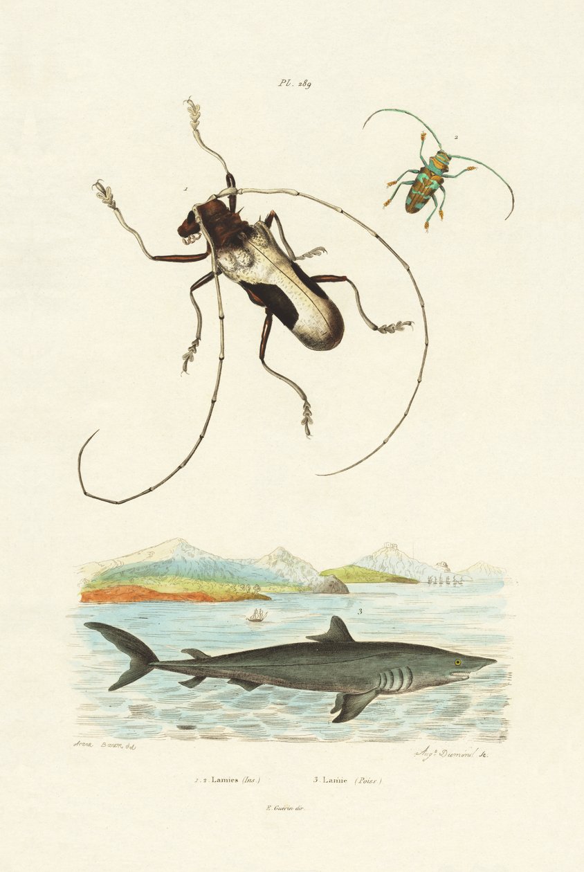 Langhornsbiller, 1833-39 af French School