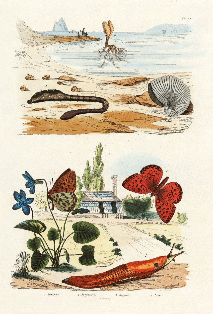 Lungeorm, 1833-39 af French School