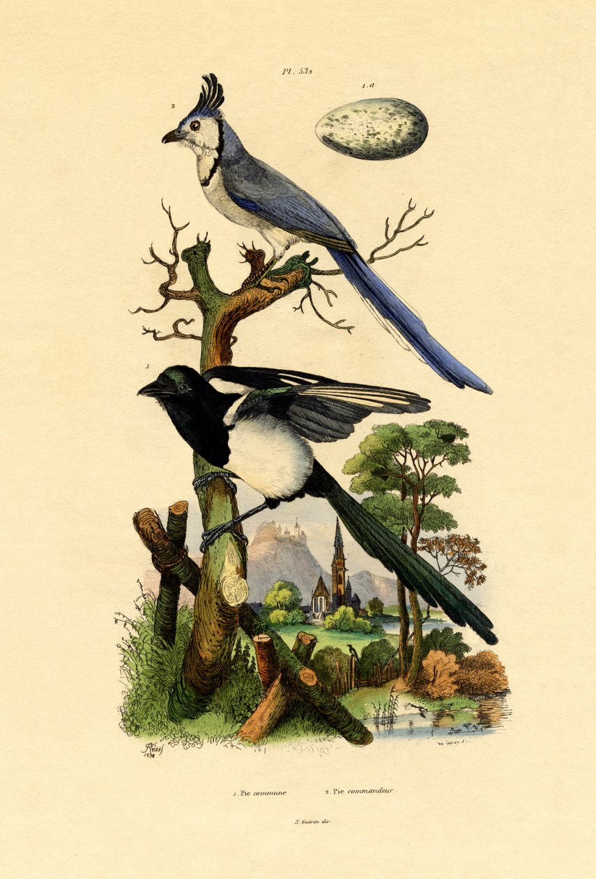 Magpie Jay, 1833-39 af French School