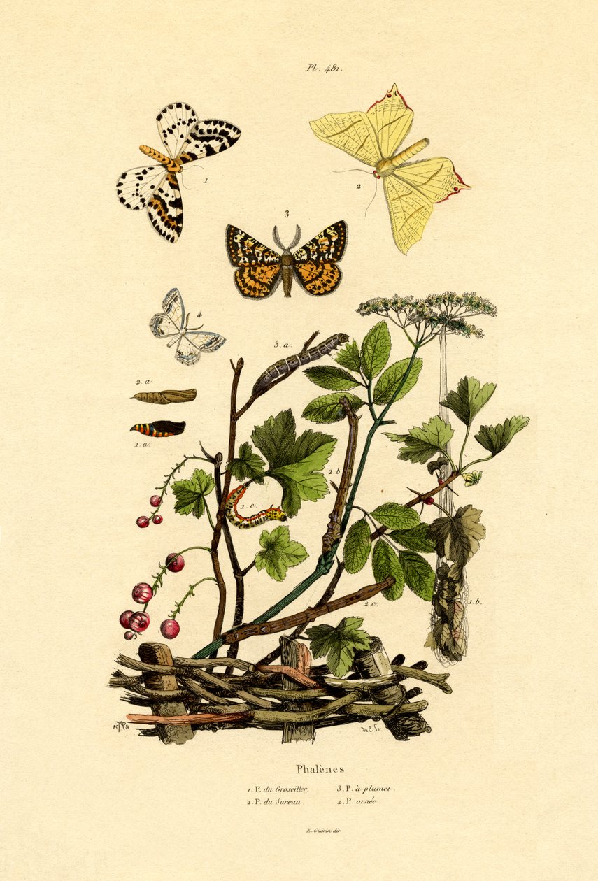 Magpie Moth, 1833-39 af French School