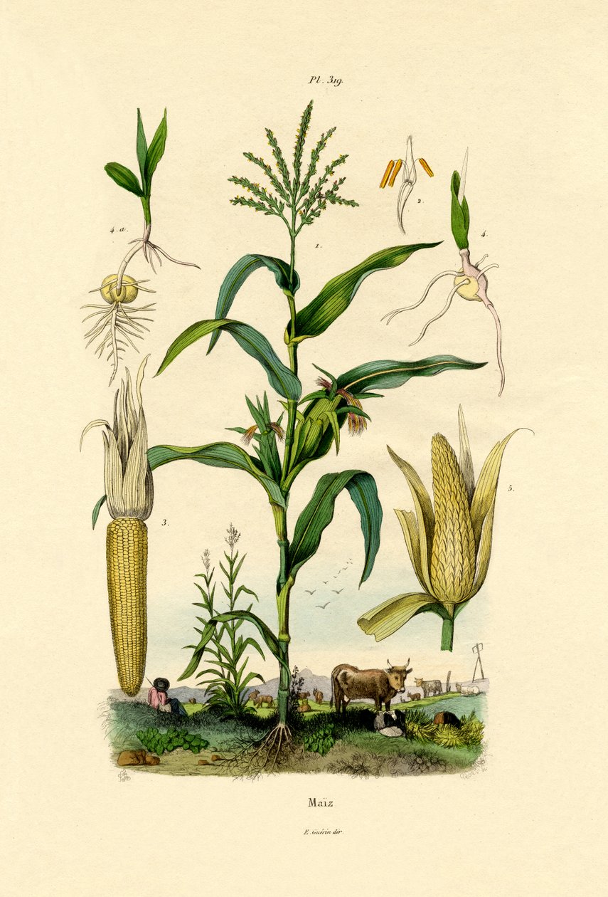 Majs, 1833-39 af French School