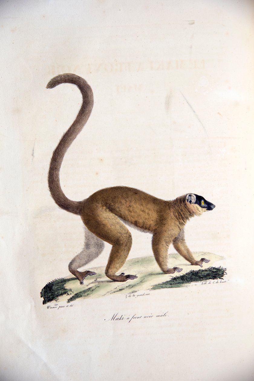 Hankravebrun lemur, fra Natural History of Mammals, med originale figurer, af Étienne Geoffroy Saint-Hilaire & Frédéric Cuvier, 1824-42 af French School