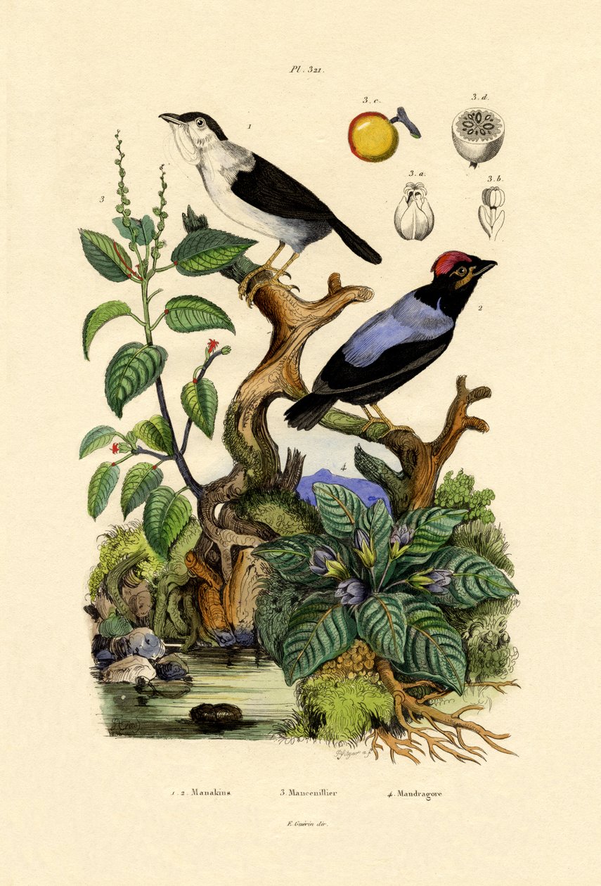 Manakins, 1833-39 af French School