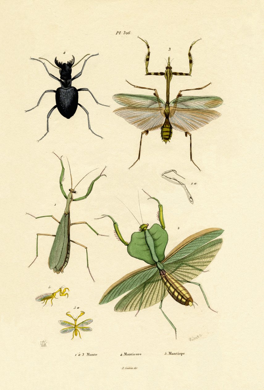 Mantis, 1833-39 af French School
