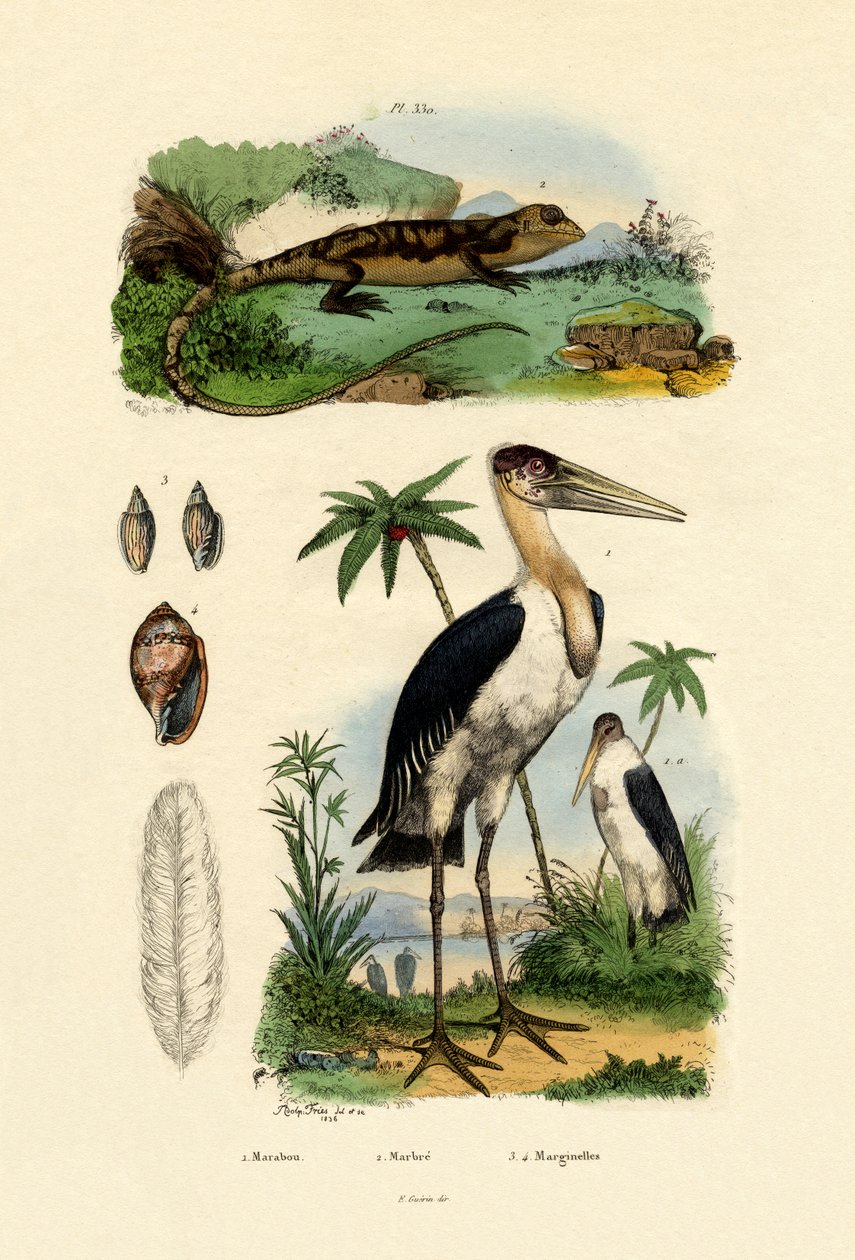 Marabou Stork, 1833-39 af French School