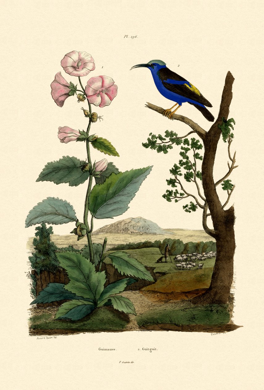 Marsh Mallow, 1833-39 af French School