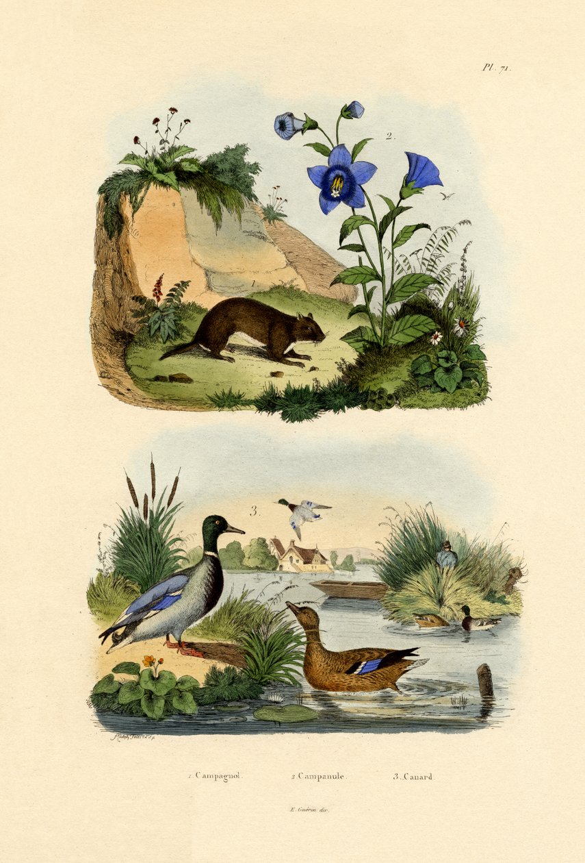 Eng Vole, 1833-39 af French School