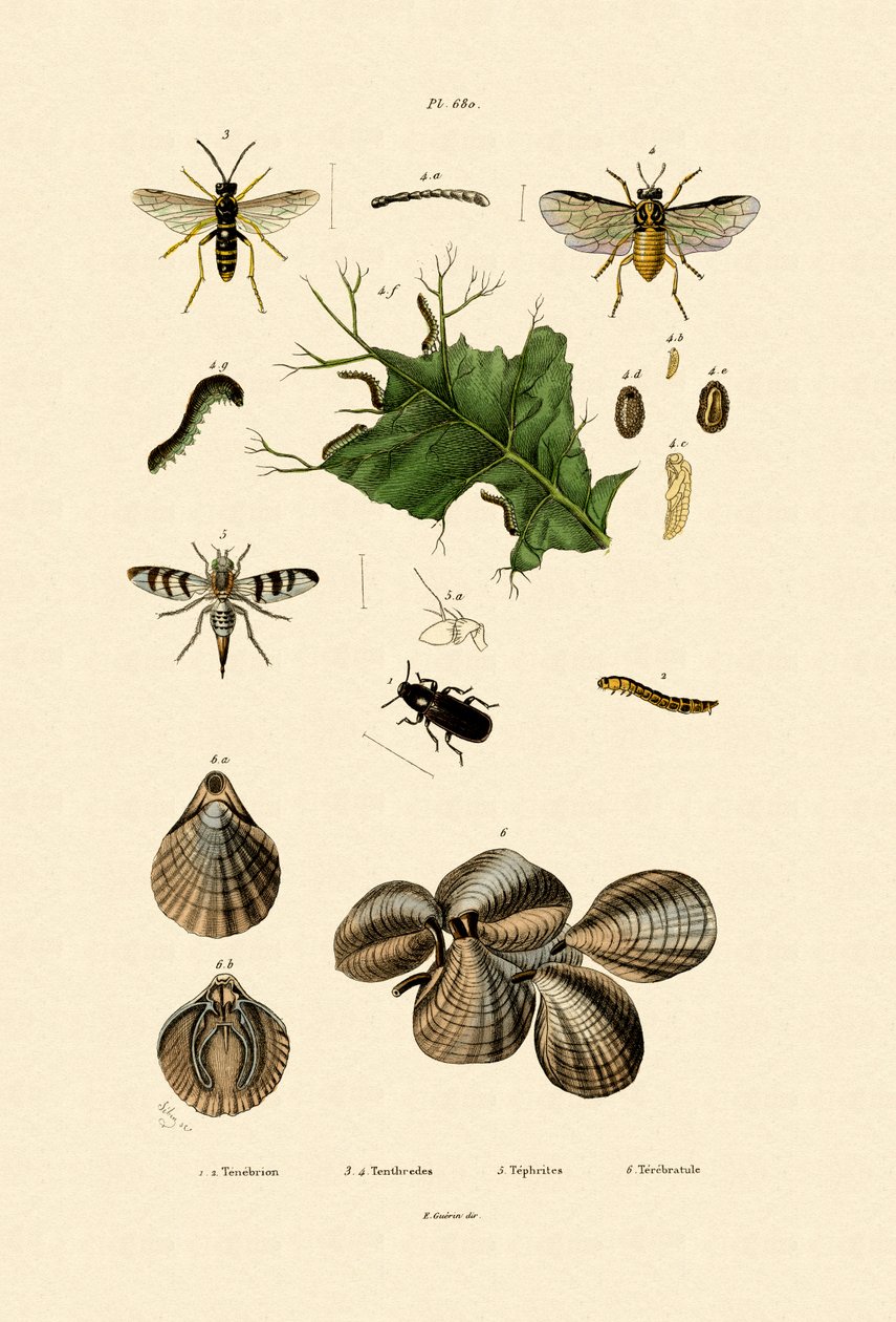 Melormbille, 1833-39 af French School