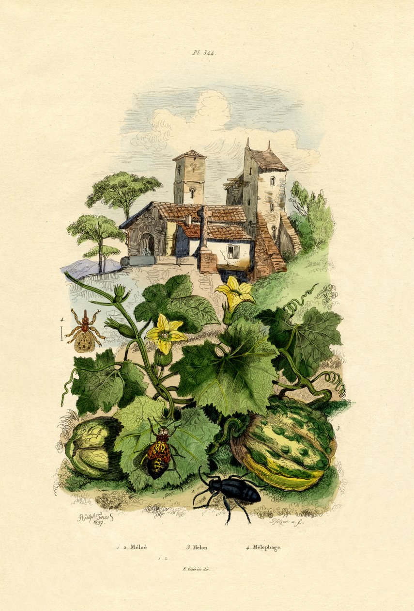 Melon, 1833-39 af French School