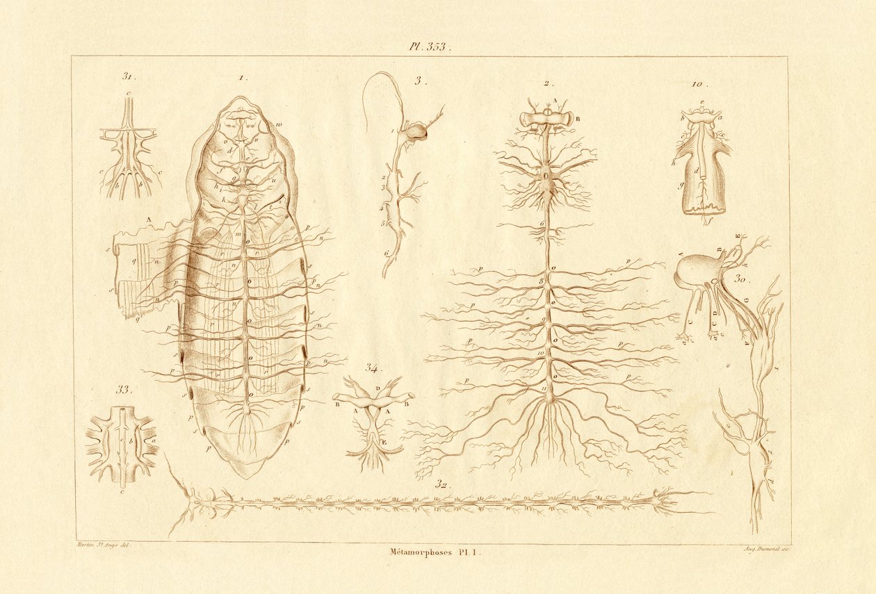Metamorfose, 1833-39 af French School