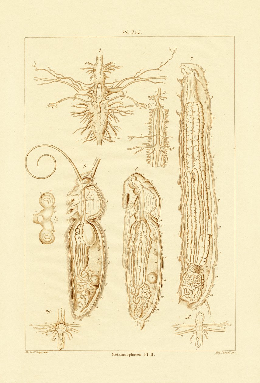 Metamorfose, 1833-39 af French School