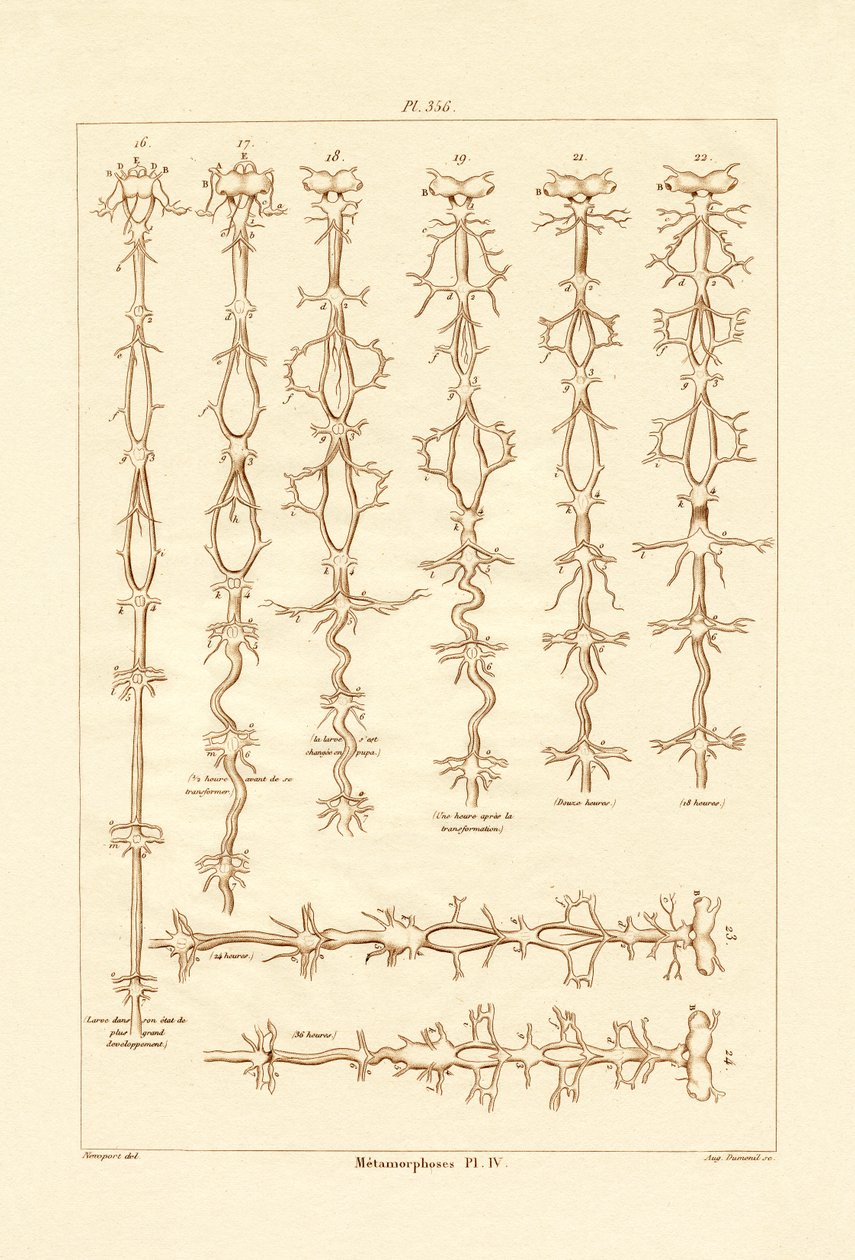 Metamorfose, 1833-39 af French School