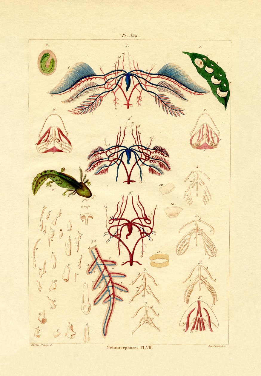Metamorfose, 1833-39 af French School