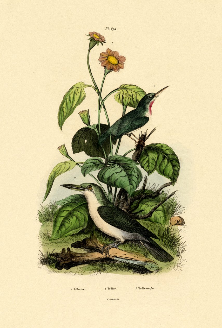Mexicansk solsikke, 1833-39 af French School