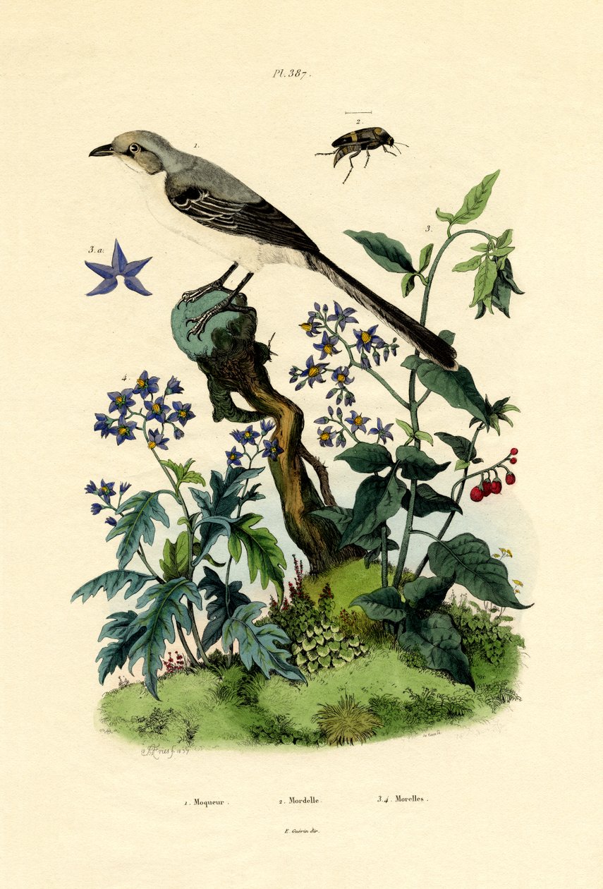 Mockingbird, 1833-39 af French School