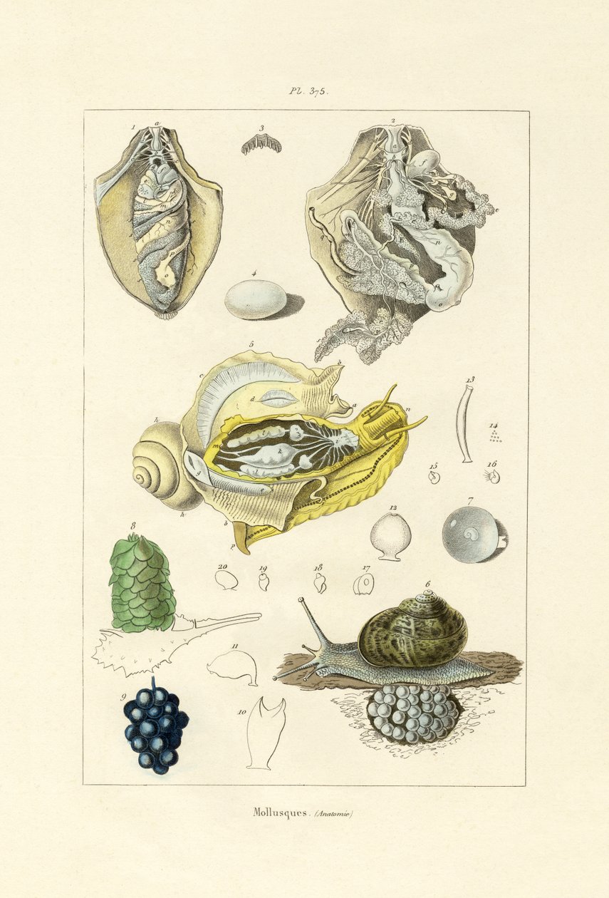 Bløddyr, 1833-39 af French School