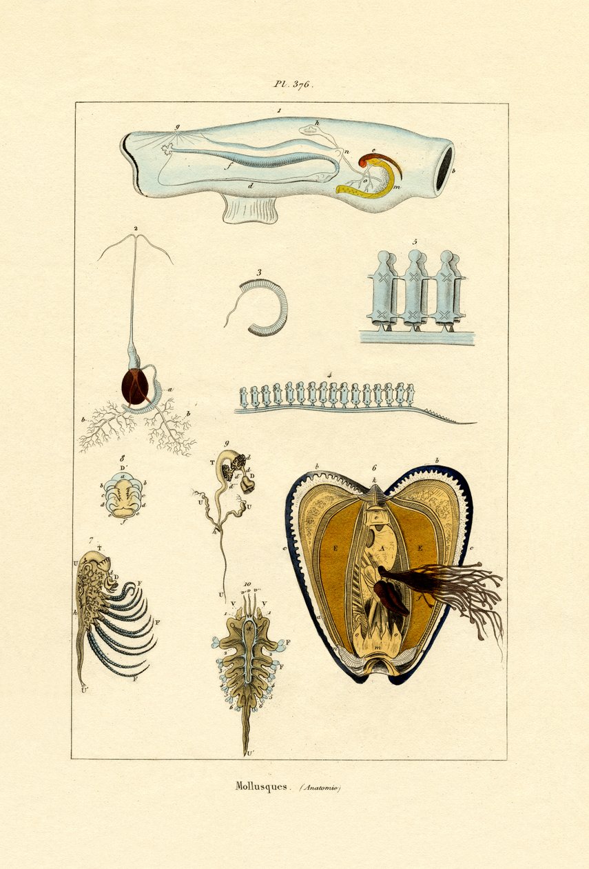 Bløddyr, 1833-39 af French School