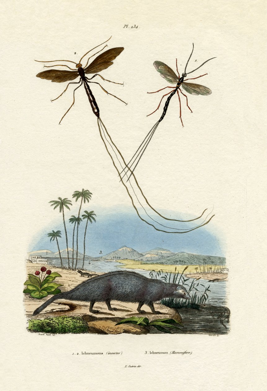 Mongoose, 1833-39 af French School