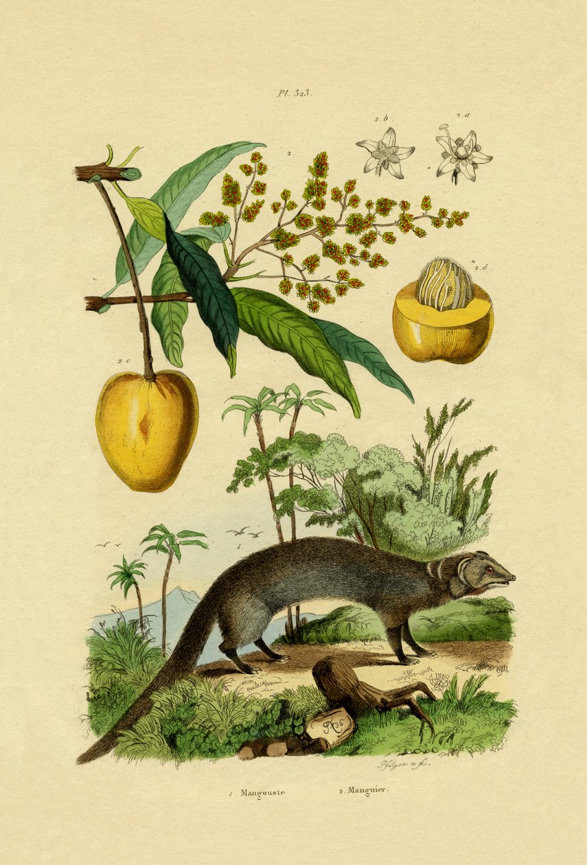 Mongoose, 1833-39 af French School