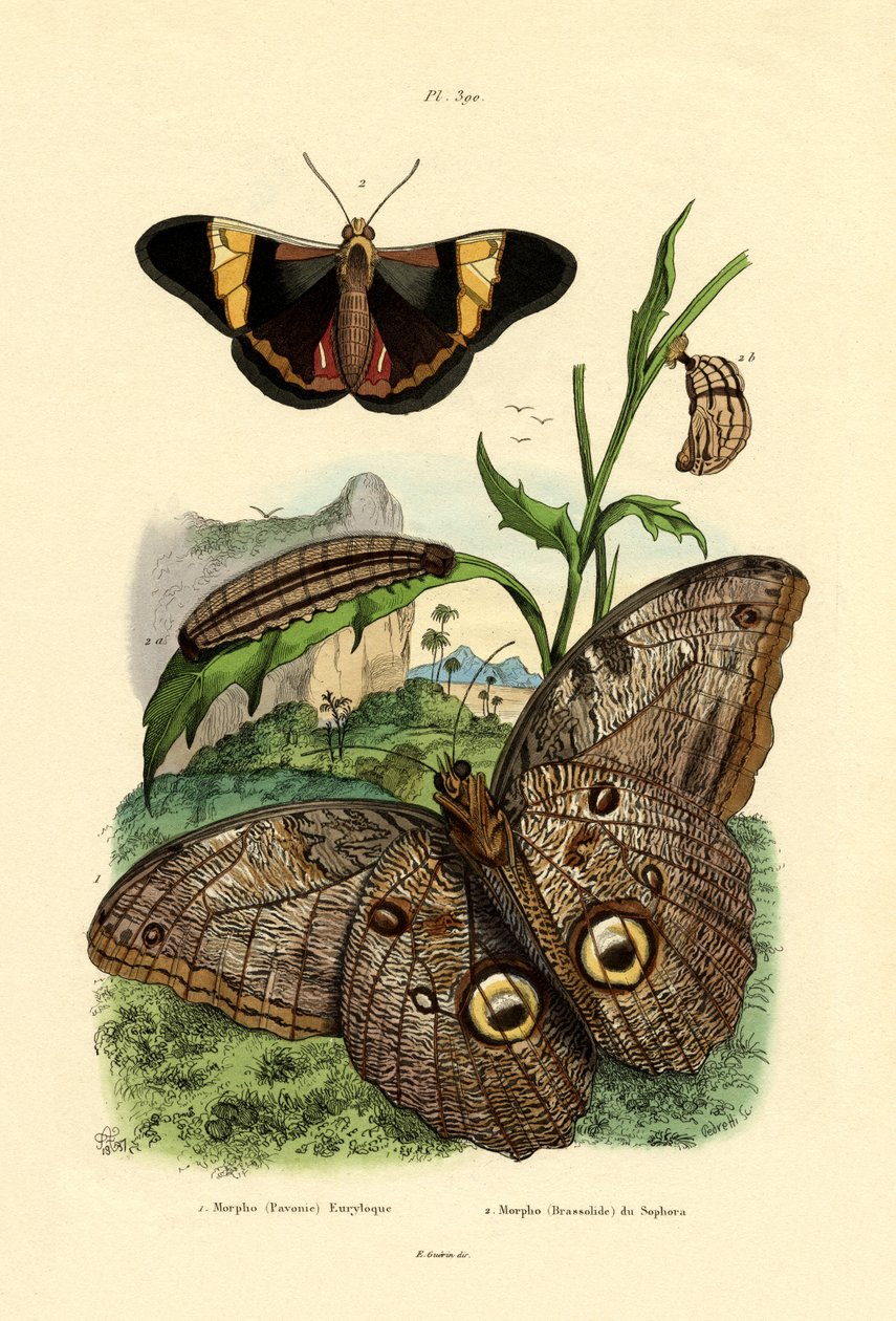 Morpho, 1833-39 af French School