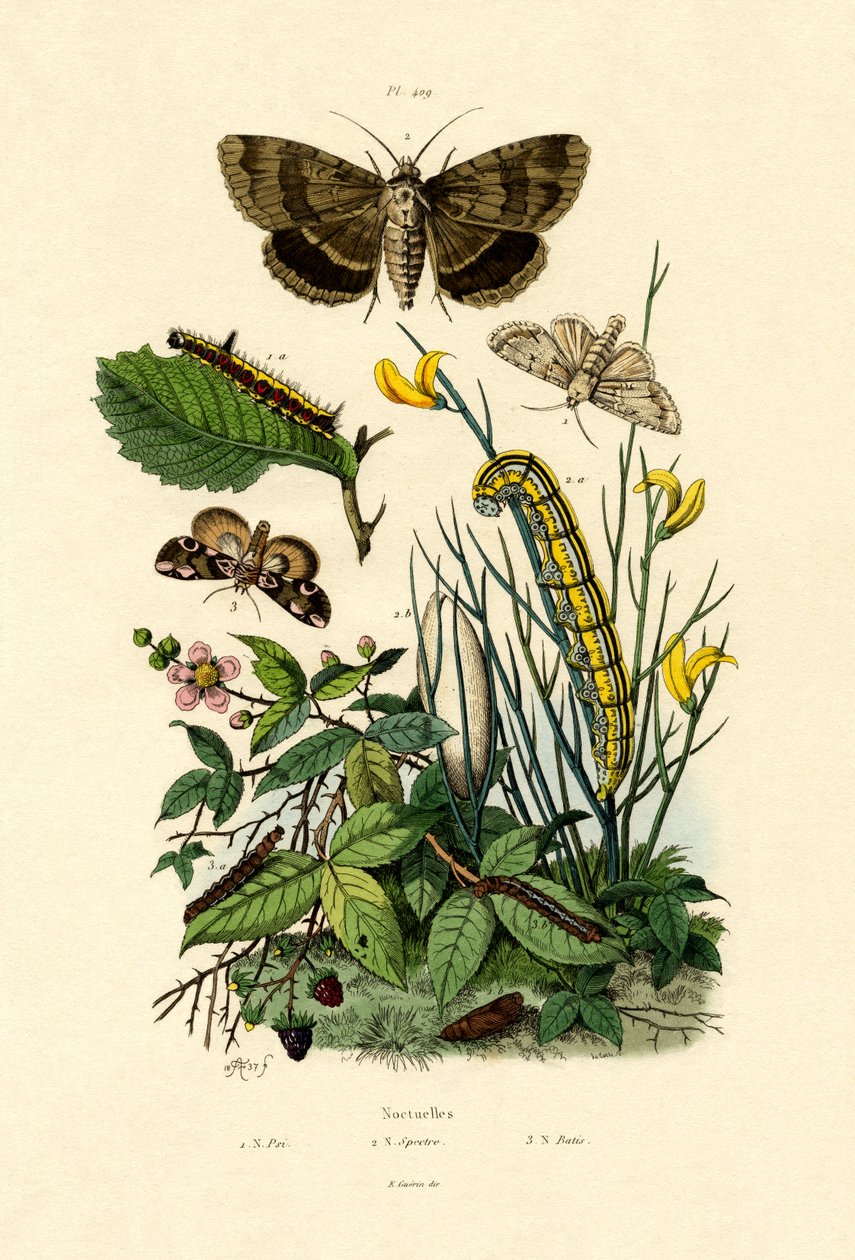 Moths, 1833-39 af French School