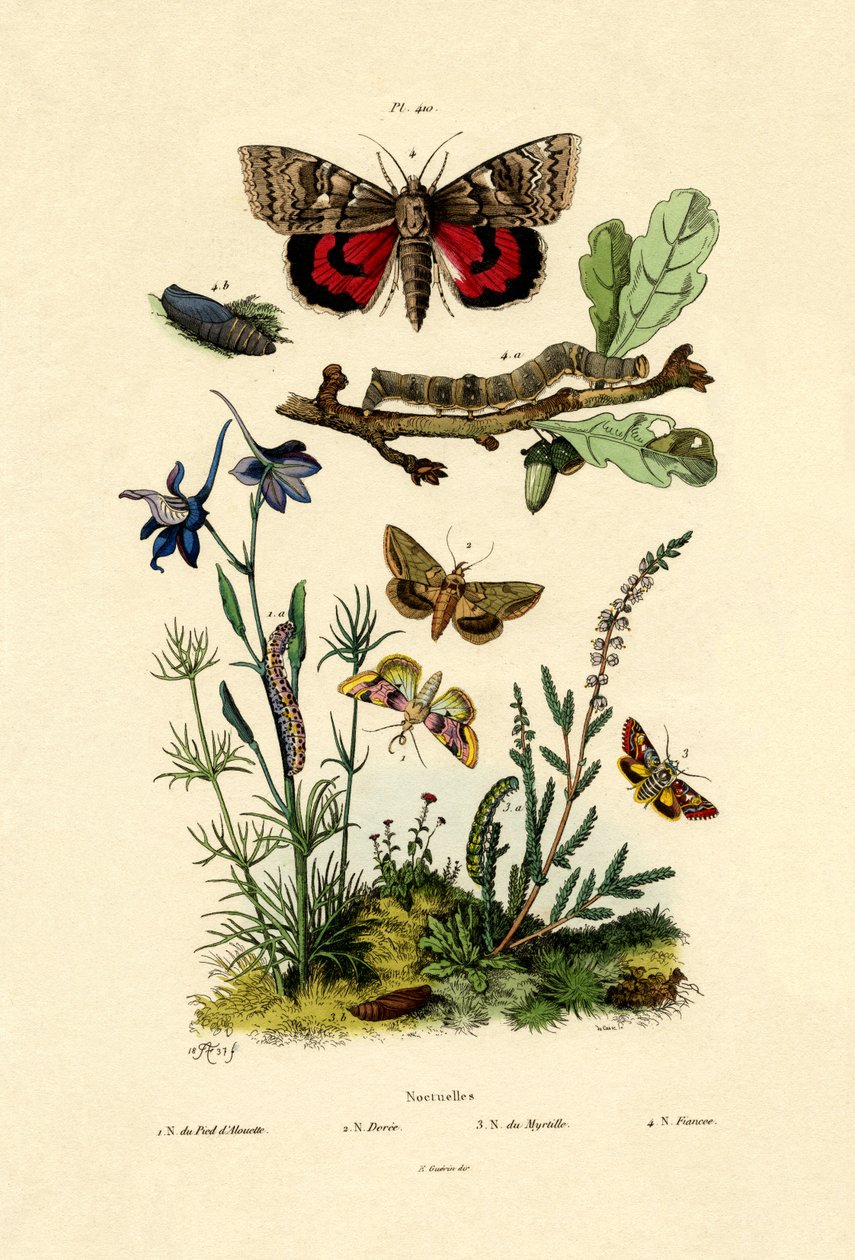Moths, 1833-39 af French School