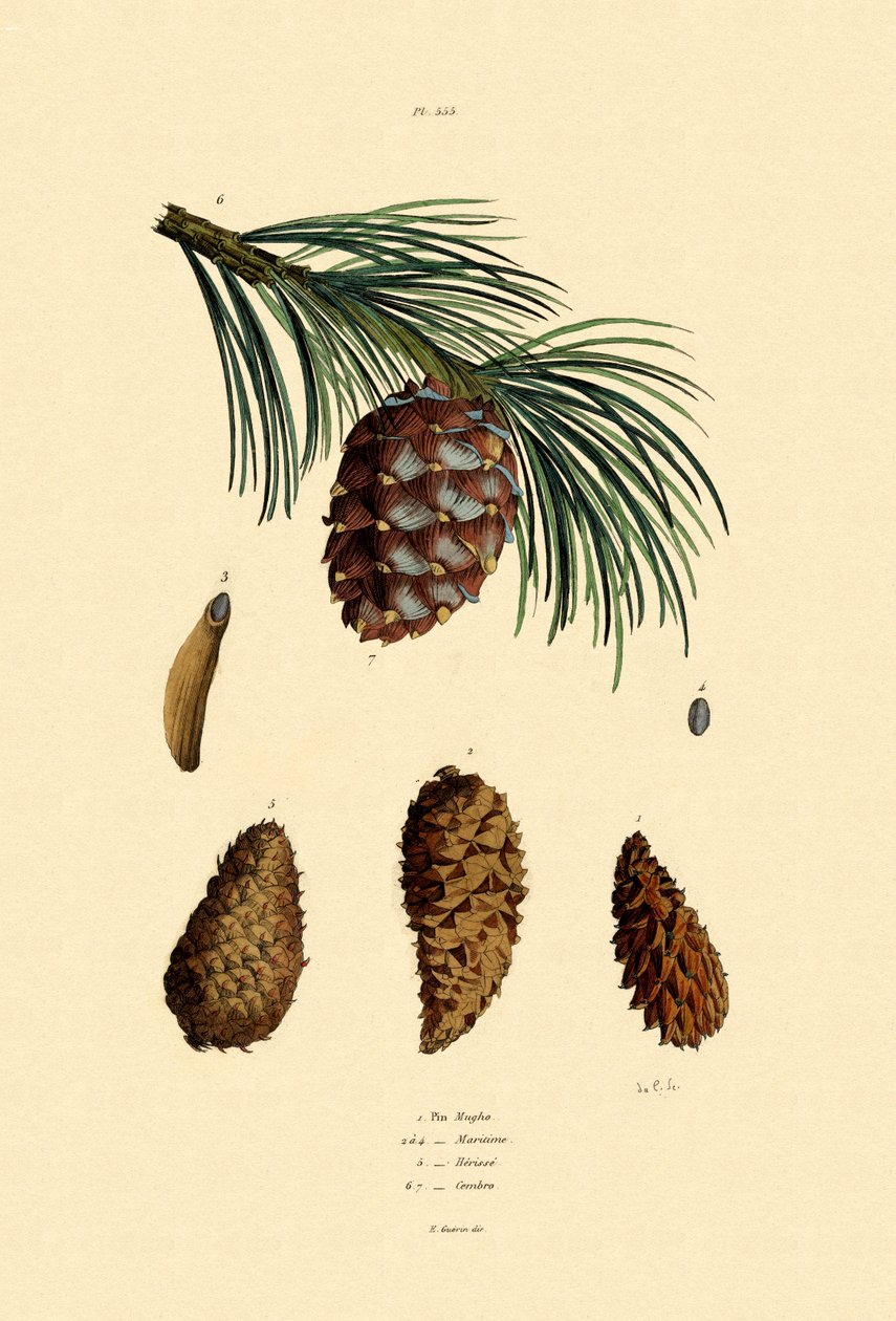 Bjergfyr, 1833-39 af French School
