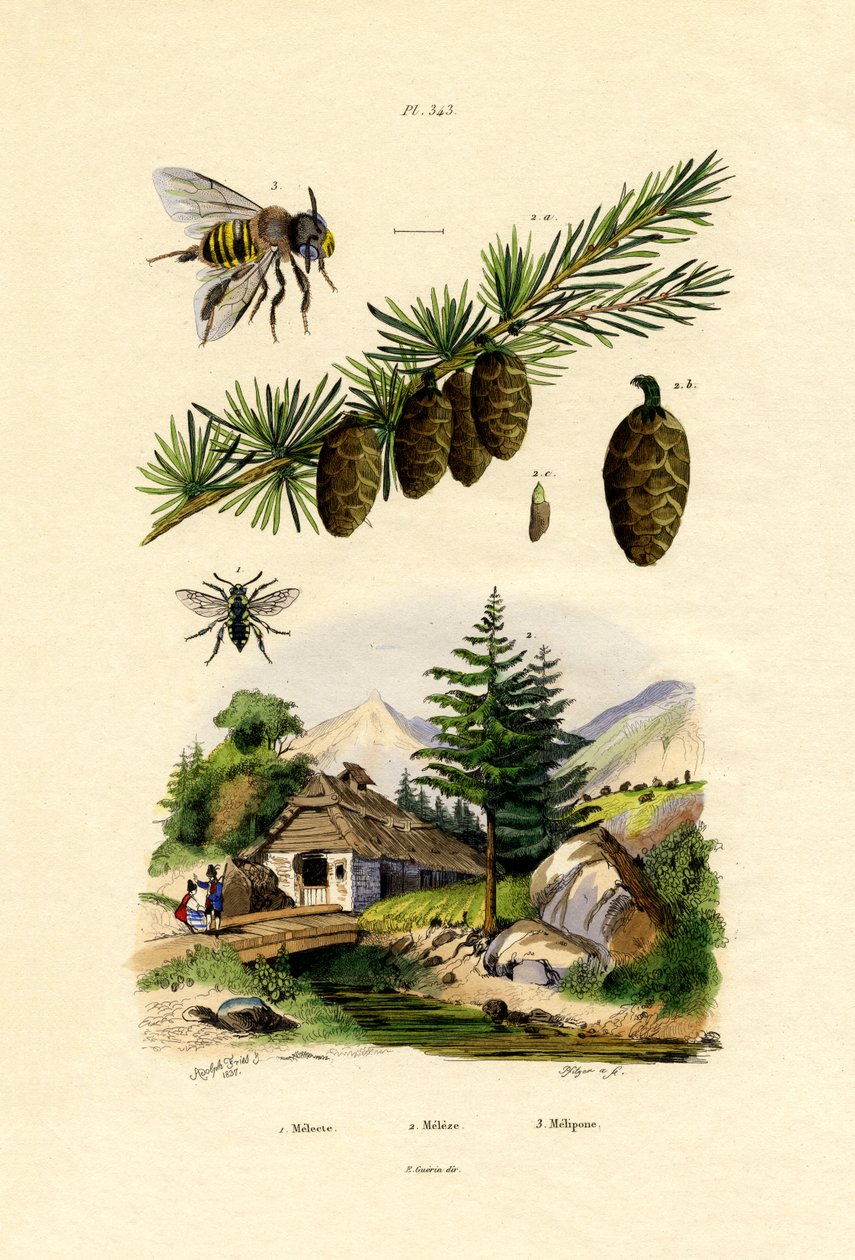 Sørgebi, 1833-39 af French School