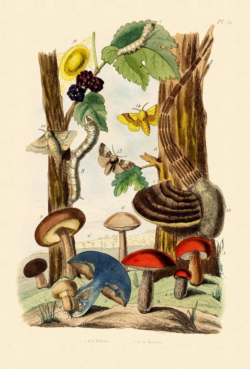 Svampe, 1833-39 af French School