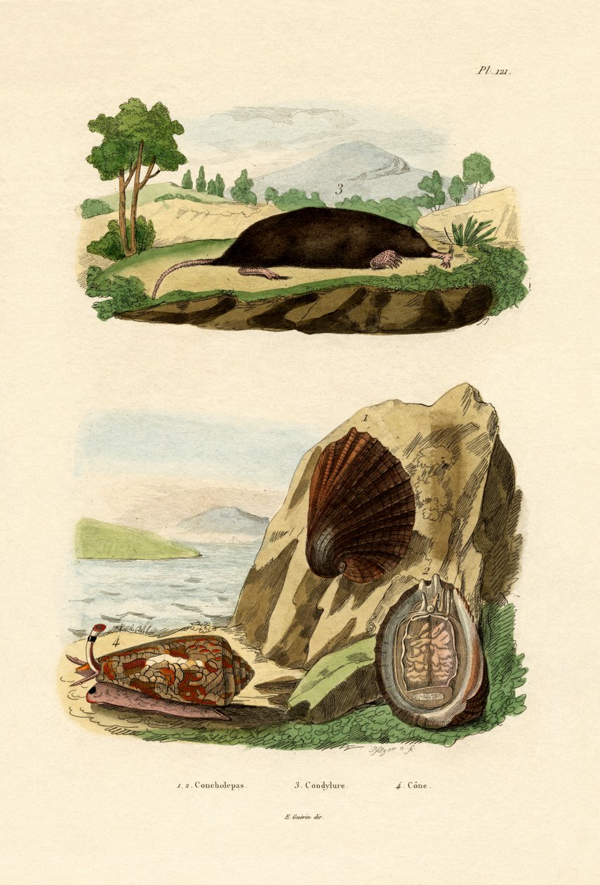 Indfødt bløddyr, 1833-39 af French School