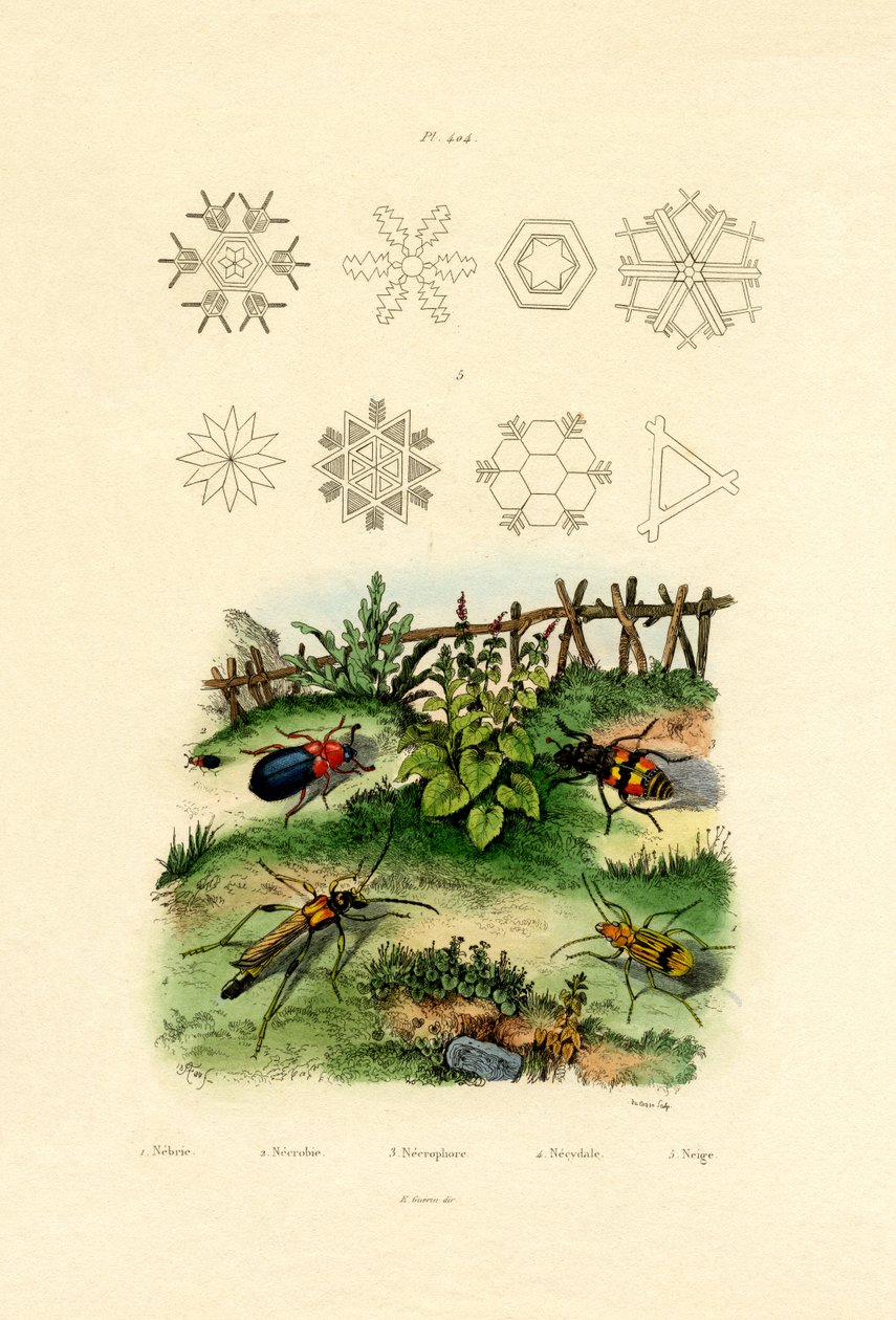 Nebria Beetle, 1833-39 af French School