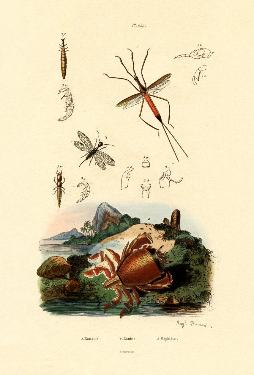 Nålebug, 1833-39 af French School