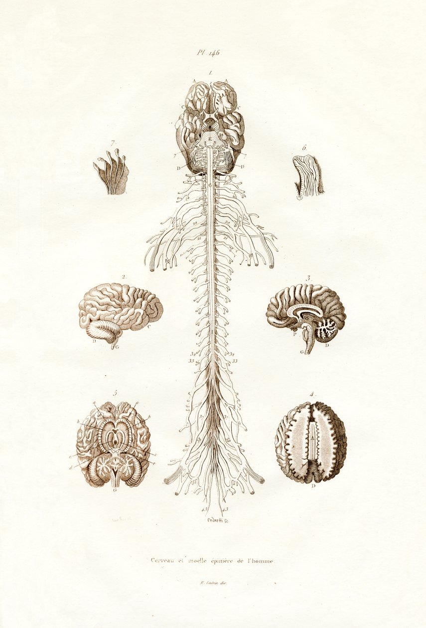 Nervesystemet, 1833-39 af French School