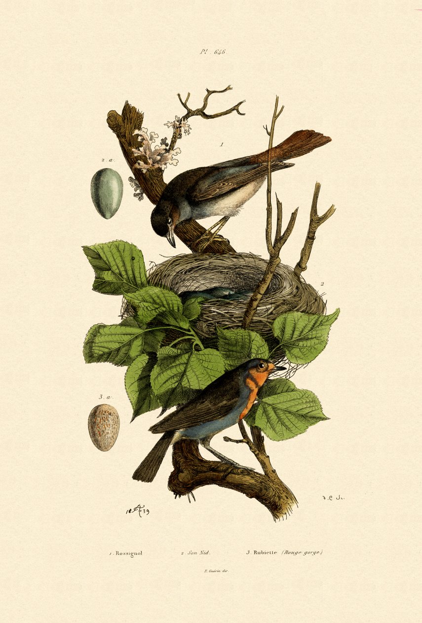Nattergal, 1833-39 af French School