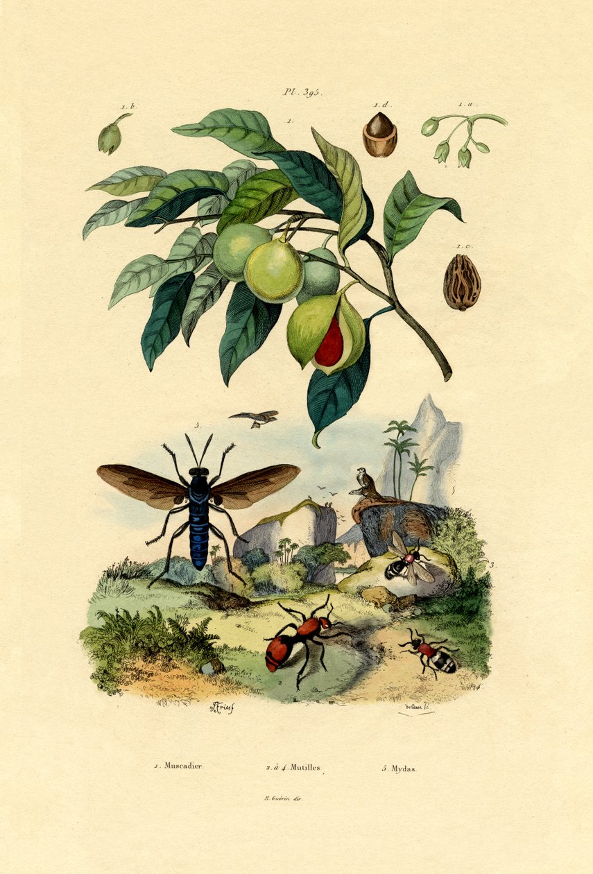 Muskatnød, 1833-39 af French School