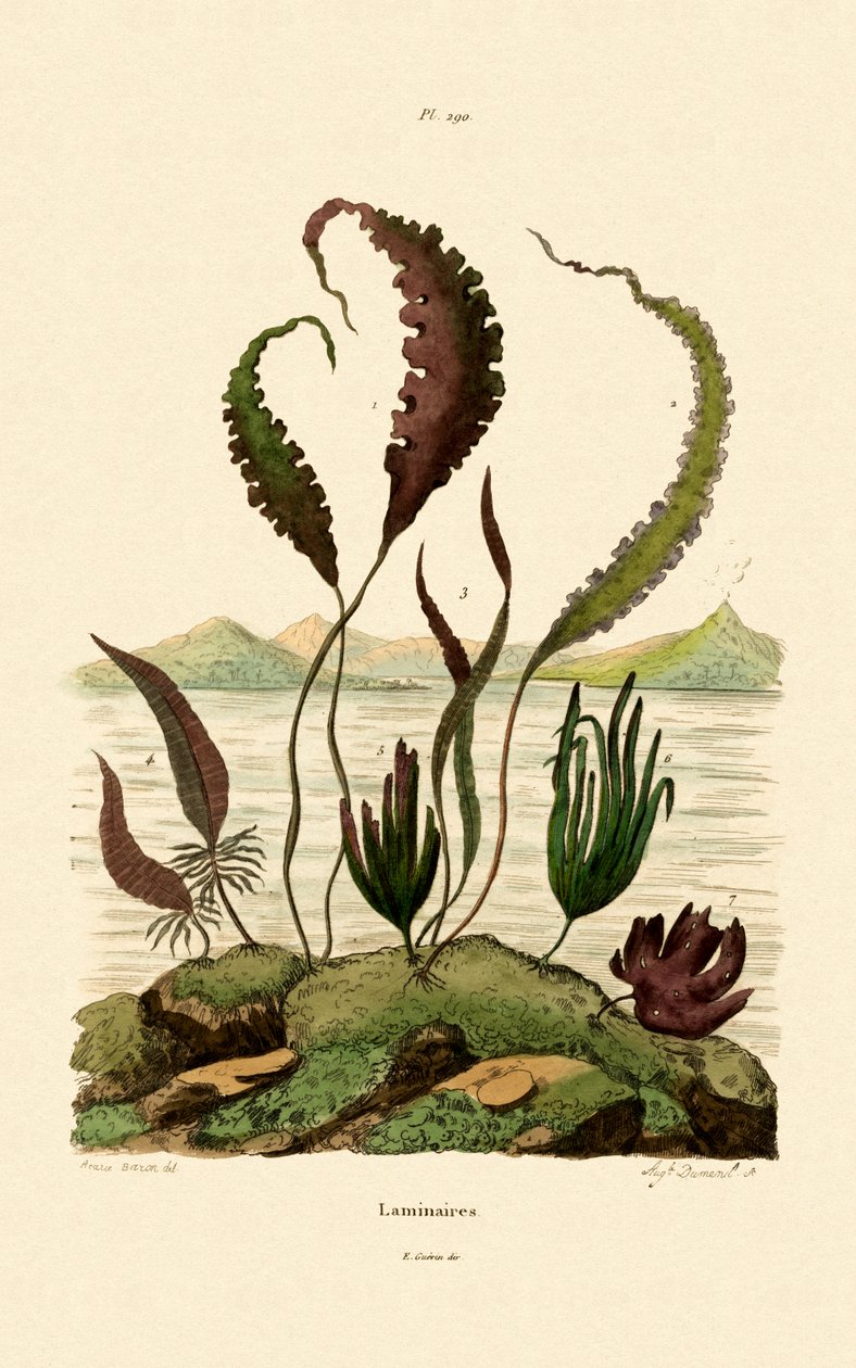 Ærgræs, 1833-39 af French School