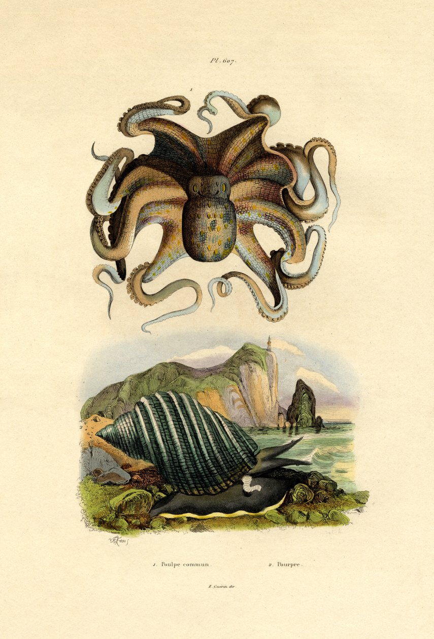 Blæksprutte, 1833-39 af French School