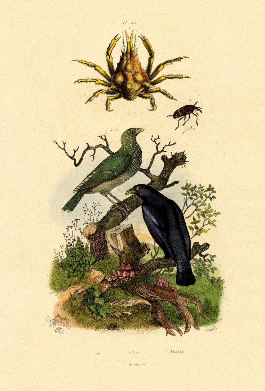 Oriol, 1833-39 af French School