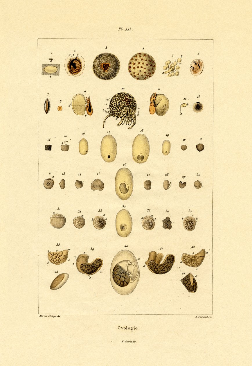 Ovologi, 1833-39 af French School