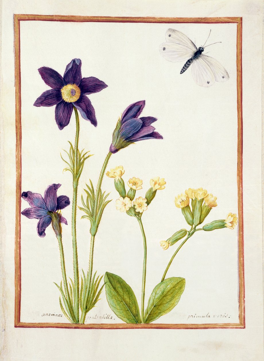 PD.126-1973f.23 Anemone pulsatilla, Primula veris and a Cabbage White Butterfly, c.1750 (wc und gouache on vellum) af French School