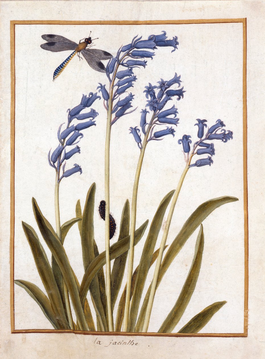 PD.126-1973f.36 Bluebell and a Dragonfly, c.1750 (wc und gouache på vellum) af French School